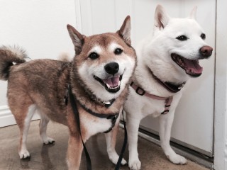 My Dawgs