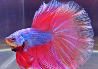 Fish