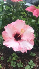 Hibiscus